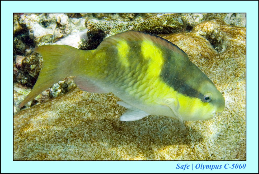 2008 - 07 - Redang - 010